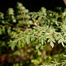 moringa the next superfood uc davis