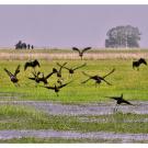 birds fly over wetlands