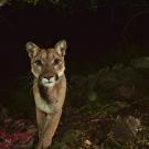 Female mountain lion 